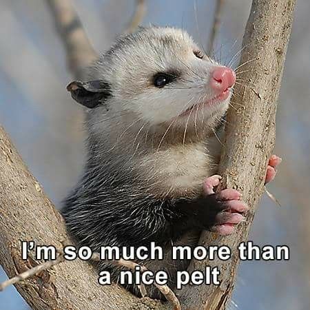 Opossum Facts, Baby Possum, Awesome Possum, Fascinating Facts, 귀여운 동물, Rats, Mammals, Animals Wild, Fun Facts