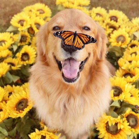 Silly Animal Pictures, Cat Instagram, Very Cute Dogs, Funny Animal Photos, Lovely Creatures, Dog Modeling, Animal Behavior, Retriever Puppy, Dogs Golden Retriever