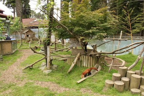 Red Panda Habitat, Duck Aviary, Panda Habitat, Prehistoric Planet, Zoo Inspiration, Zoo Pictures, Zoo Design, Zoo Project, Zoo Architecture