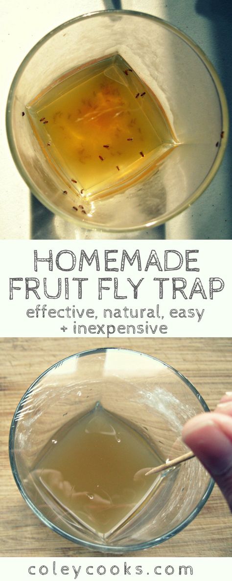 HOMEMADE FRUIT FLY TRAP | All natural fruit fly trap made using common kitchen ingredients. Effective, easy and inexpensive! . #easy #fruitflies #allnatural #DIY | ColeyCooks.com Diy Acv, Flies Trap Diy, Fruit Fly Catcher, Homemade Fruit Fly Trap, Fruit Fly Trap Diy, Diy Fly Trap, Chicory Recipe, Fruit Fly Trap, Kitchen Ingredients