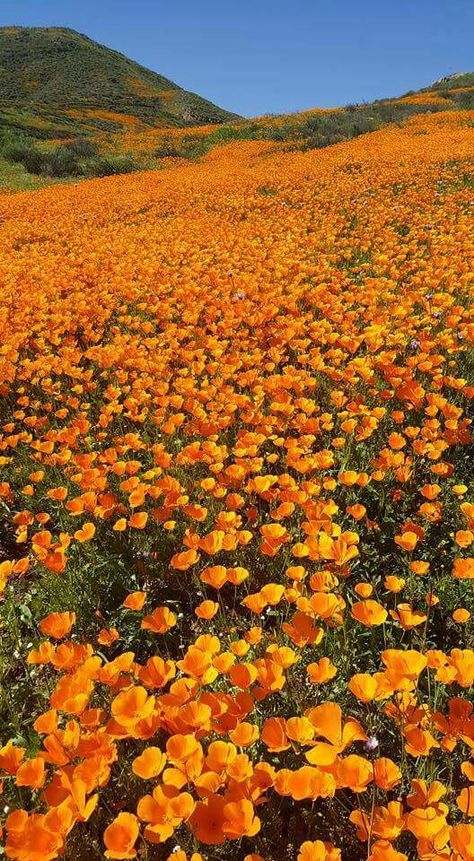 California poppies, Lake Elsinore, CA. California Poppy Wallpaper, Field Of Poppies, Orange Landscape, California Poppies, Poppy Wallpaper, Nature Landscape, Nothing But Flowers, Pretty Landscapes, California Poppy