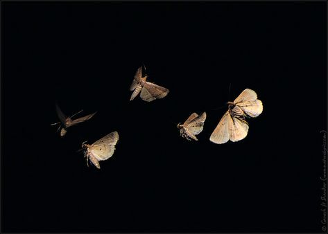 Moths in Flight, Bats in Flight, Draco in Flight and more - Creative Visions from Western Ghats Moths Flying, Flight Aesthetic, Moth Fly, Western Ghats, Long Shadow, Laptop Wallpaper, In Flight, Beautiful Creatures, Dark Aesthetic