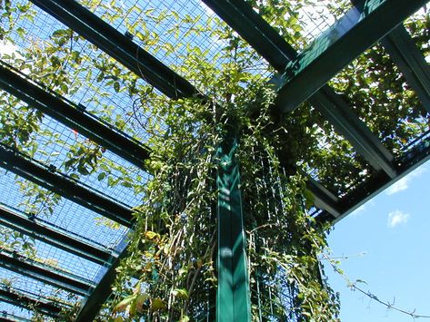 Infill/Overhead - greenscreen® Overhead Trellis, Shade Trellis, Trellis System, Trellis Panels, Shade Structure, Steel Structure, Site Design, 25 Years, Around The World