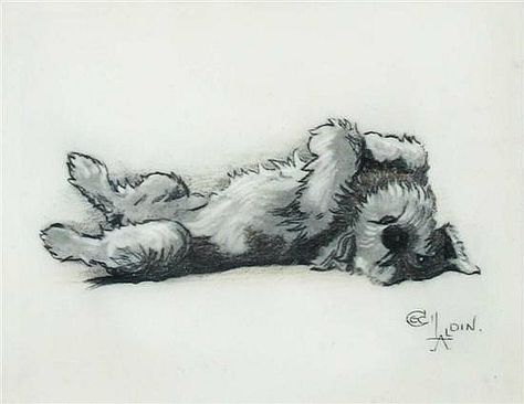 Snauzer Drawing, Giant Schnauzer Drawing, Schnoodle Tattoo, How To Draw A Schnauzer, Schnoodle Drawing, Schnauzer Tattoo, Schnauzer Drawing, Keepsake Ideas, Schnauzer Art