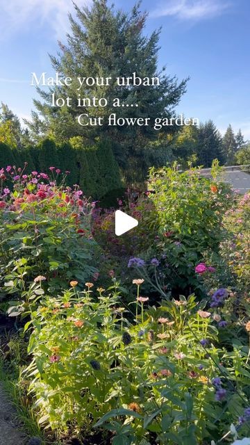 38K views · 4.2K likes | Galena Berkompas • Urban Flower Farm • Education on Instagram: "One of my missions is to help as many people as possible grow the gardens of their dreams in their own backyard!

Back in 2018 we moved to an urban 1/2 acre lot and I set to work shortly after gradually converting each space until now… fast forward: it’s a haven of beauty, peace and joy for me and my family! 

Some tips to get started! 
•Start small. Mark out a 200-1000 sq ft spot and start there. Add on a bit more each year. My first flower garden was 500 sq ft and I got SO many flowers out of that space: multiple bouquets every week! You don’t need loads of space to have all the flowers you need!

•Learn how to grow from seed. You’ll save a lot if you can master starting annuals and even perennials f Grow From Seed, Flower Growing, 1000 Sq Ft, Me And My Family, Peace And Joy, Growing Seeds, Fast Forward, Flower Farm, Perennials