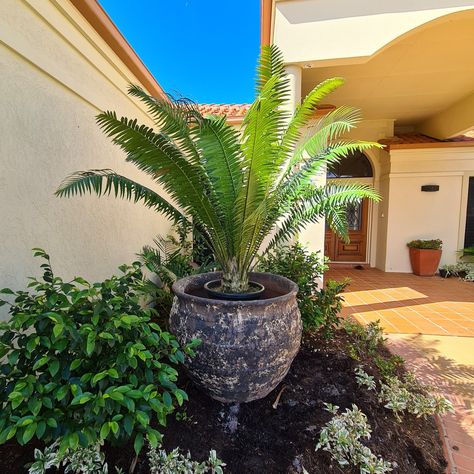 Cycad In Pot, Pots Ideas, Productive Garden, Tropical Gardens, Outdoor Pots, Garden Features, Tropical Garden, Front Garden, House Front