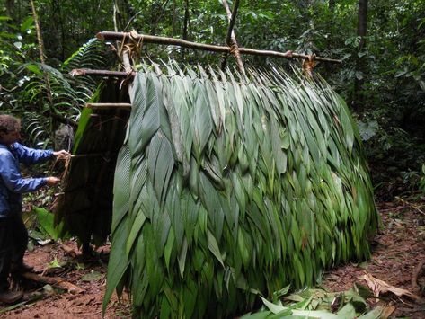 Ray Mears, Rainforest Trees, Island Survival, Rainforest Plants, Shelter Island, Survival Shelter, People Of Interest, The Rainforest, Desert Island