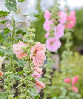 Hollyhock Seeds, Pink Perennials, Interior Design Advice, Shade Perennials, Pink Plant, Perennial Garden, Shade Plants, Planting Seeds, Summer Flowers