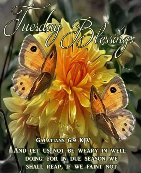 Tuesday Blessings! Tuesday Morning Blessings Kjv, Tuesday Morning Blessings, Tuesday Blessings Mornings, Quick View Bible, Prayer Jar, Tuesday Blessings, Baby Labels, Good Sunday Morning, Weekday Quotes