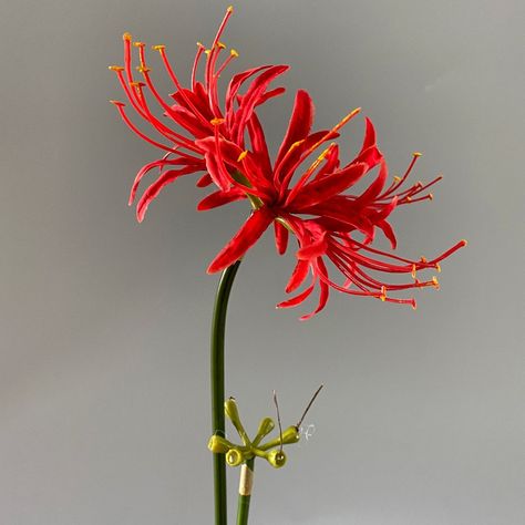 Silk Spider, Red Spider Lily, Spider Lily, Silk Arrangements, Open Flower, Silk Floral Arrangements, Silk Flowers Wedding, Rare Flowers, Flower Branch