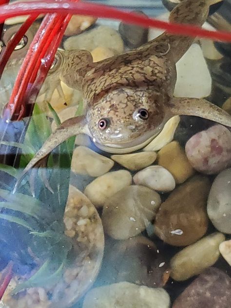 Love of my life! More personality and attitude then any of my cats or dogs. Juan Diego, African clawed frog, raised from a tadpole at the library. Isn't he adobs?! Deformed Animals, African Clawed Frog, Adorable Frogs, Juan Diego, Aquarium Ideas, Cold Blooded, Funny Frogs, Frog And Toad, Cute Frogs