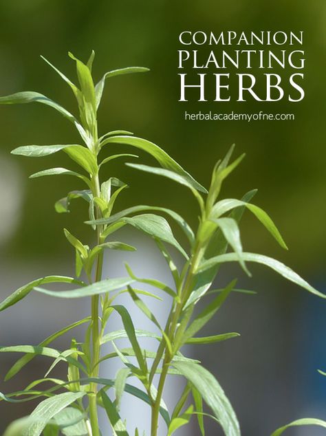 Companion Planting Herbs – Herbal Academy Companion Planting Herbs, Herb Companion Planting, Backyard Herb Garden, Companion Planting Chart, Tarragon Vinegar, Ginseng Tea, Herbal Academy, Herbal Plants, Food Photography Tips