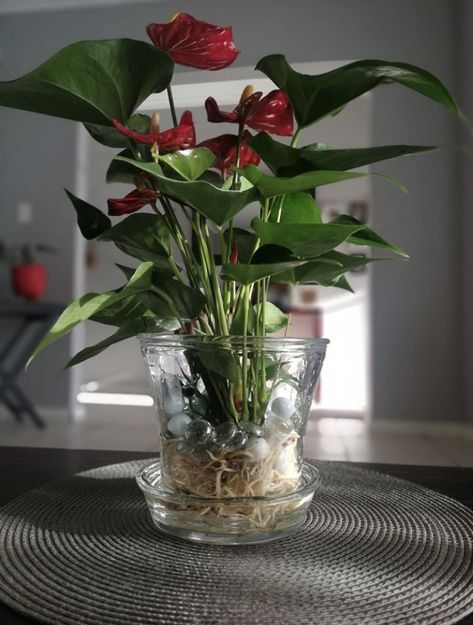 Anthurium Varieties, Grow Plants In Water, Growing Plants In Water, How To Grow Plants, Cozy Home Library, Aesthetic Plants, Hydroponic Growing, Grow Plants, Bottle Garden