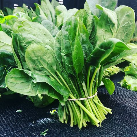 3 Fast-Growing Hydroponic Plants - Dengarden Spinach Benefits, Growing Spinach, Spinach Seeds, Spinach Smoothie, Leafy Vegetables, Leafy Greens, Vegan Diet, Garam Masala, Base Foods