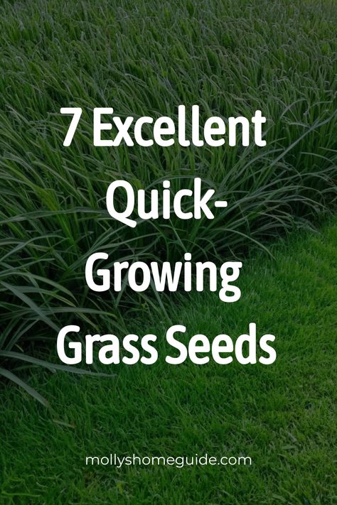 Discover the best fast-growing grass seed for your lawn renovation project! Whether you're looking to fill in patches or create a lush green space quickly, the best fast-growing grass seed can make all the difference. Achieve a thicker, healthier lawn with these top-rated grass seed varieties that are known for their rapid growth and durability. From sun-loving to shade-tolerant options, finding the perfect match for your yard has never been easier. Shade Grass Lawn, Best Grass Seed, Lawn Renovation, Zoysia Grass, Tall Fescue, Shade Grass, Bermuda Grass, Growing Grass, Lush Lawn