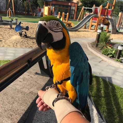 Pet Macaw, Blue And Yellow Macaw, Blue And Gold Macaw, Blue Gold Macaw, Pet Birds Parrots, Parrot Pet, Blue Macaw, Funny Parrots, Macaw Parrot