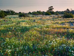 Native Oklahoma Plants, Oklahoma Native Flowers, Oklahoma Native Landscaping, Oklahoma Homestead, Oklahoma Landscaping, Oklahoma Wildflowers, Trees In Landscape, Oklahoma Garden, Oklahoma Landscape