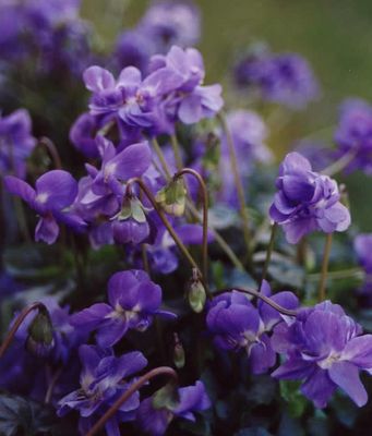 Parma Violets - I just fell in love with a plant I may never actually see or smell, ever. :( Liqueur Recipes, Parma Violets, Liqueurs Recipes, Sweet Violets, Violet Flower, All Things Purple, Lavender Fields, African Violets, Blue Roses