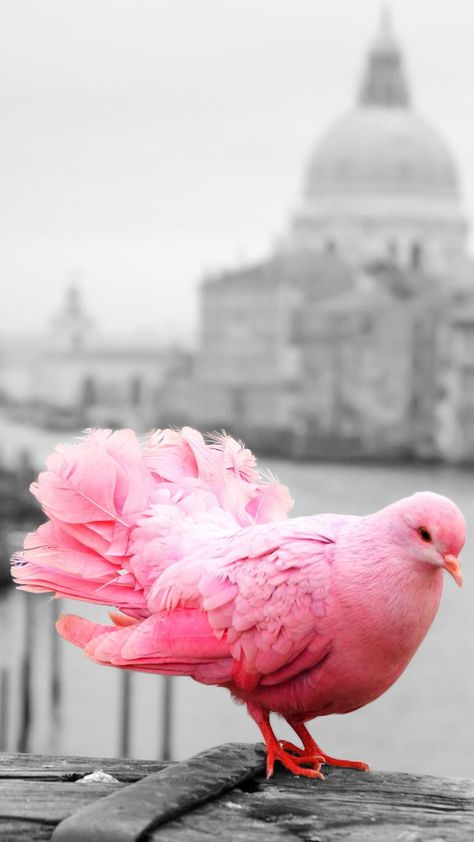 Pigeon Tattoo, Pink Pigeon, Cute Pigeon, Pigeon Breeds, Birds Wallpaper, Most Beautiful Birds, Pink Animals, Unusual Animals, Rare Animals