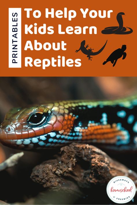 If you are exploring reptiles this homeschool year, then grab these printables to help your kids learn about reptiles right alongside your lessons. Reptiles Lesson Plans Preschool, Reptiles For Kids, Reptile Science Activities, Reptiles Kindergarten, Reptile Activities, Reptiles Unit Study, Beginner Reptiles Pets, Reptiles And Amphibians Activities, Reptiles Worksheet