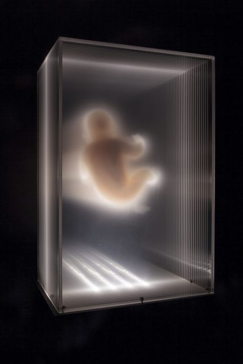 David Spriggs, In Utero, Golden Spiral, Colossal Art, Eye Of The Storm, Projection Mapping, Visual Aesthetics, Universe Art, Space Time