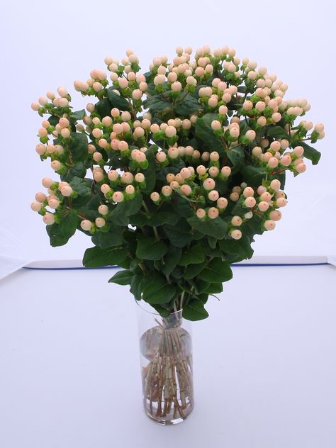 Hypericum Coco Avanti Peach Hypericum, Porcelain Clay, Retirement Party, Cold Porcelain, Green Leaves, Medium Size, Wedding Flowers, Coco, Porcelain