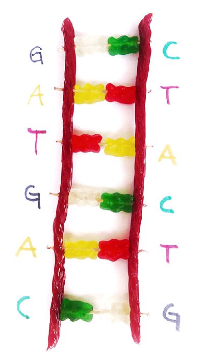 Make A Candy DNA Model | STEM Activity Edible Dna Model Project, Candy Dna Model, Dna Project Models, Model Dna, Dna Model Project, Dna E Rna, Dna Activities, Human Body Unit Study, Cool Science Fair Projects