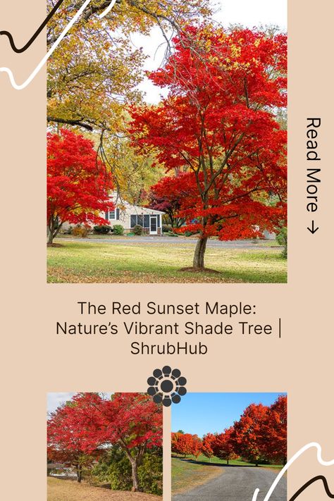 Discover the beauty and benefits of the Red Sunset Maple tree. Learn about its vibrant colors, robust growth, and how it stands out among other maple trees. Red Sunset Maple Tree, Sunset Maple Tree, Red Sunset Maple, Red Maple Tree, Lawn Care Tips, Street Trees, Maple Trees, Fast Growing Trees, Red Fall