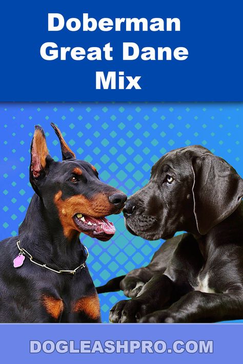 Great Dane Doberman Mix: Complete Guide Doberman Mix, Great Dane Mix, Dog Dna Test, Dog Essentials, Purebred Dogs, Dog Fence, Doberman Pinscher, Great Dane, Doberman