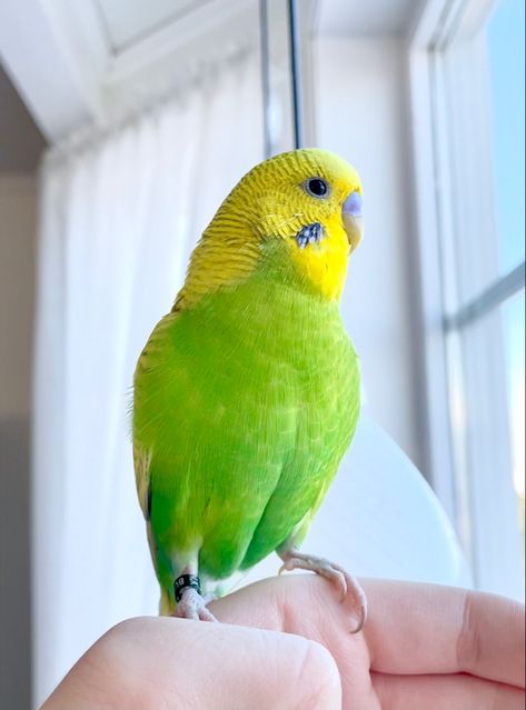 Budgie looking at window • Green and yellow budgie Yellow Budgie, Green Budgie, Bird Cakes, Green Bird, Yellow Bird, Cute Disney Wallpaper, Green And Yellow, Cute Disney, Green Aesthetic