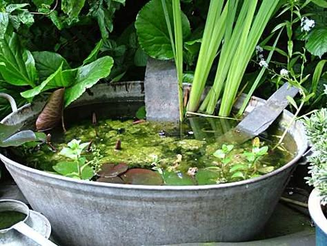 Life in a tin bath  An inherited artifact of times past is a galvanized tin wash tub. We have it filled with water in the garden, it has a couple of pond plants some blanket weed and a ramp. On the outside a couple of logs to allow amphibians to climb near to the rim and hop in.  To our surprise they have done just this and the population is now three. Two adults and a smaller juvenile. Tin Bath, Container Pond, Container Water Gardens, Patio Pond, Small Water Features, Container Garden Design, Wash Tubs, Pond Plants, Indoor Gardens