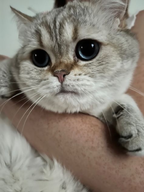 benny the scottish fold cat british short hair cute cats cute pets cat aesthetic old money pet British Fold, Scottish Straight Cat, Scottish Fold Cat, Fold Cat, Dream Pet, British Short Hair, Cat With Blue Eyes, Short Hair Cats, Hair Cute