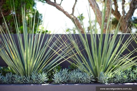 Pool Plants, Dry Garden, Modern Landscape Design, Coastal Gardens, Modern Garden Design, Secret Gardens, Plant Combinations, Modern Landscaping, Pool Landscaping