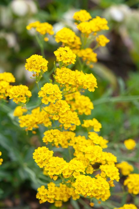 How to Grow and Care for Yellow Alyssum Yellow Alyssum, Yellow Flowers Names, Types Of Yellow, Alyssum Flowers, Spring Daffodils, Yellow Plants, Garden Items, Garden Gate, Design Garden