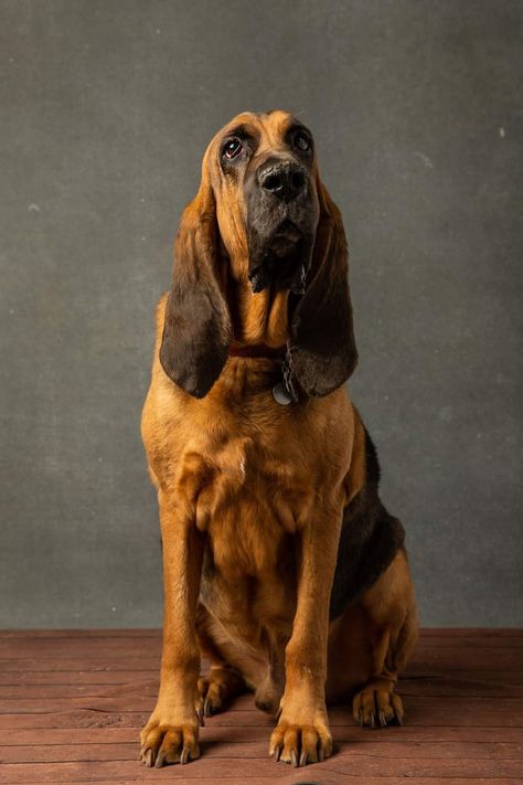 Blood Hound, Guard Dog Breeds, Regard Animal, Age Calculator, Jeep Dogs, Bloodhound Dogs, Hound Breeds, Every Dog Breed, Spitz Dogs