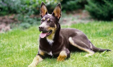 Kelpie Dog, Schnoodle Dog, Australian Kelpie Dog, Rare Dogs, Disabled Dog, Australian Kelpie, Hybrid Dogs, Dog List, Popular Dog Breeds