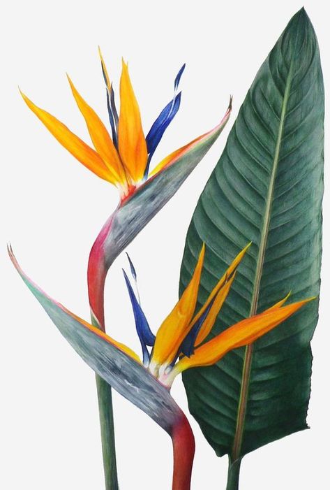 Skincare Combination, Floral Arrangements Ideas, Strelitzia Reginae, Paradise Flowers, Paradise Plant, Birds Of Paradise Flower, Botanical Painting, Tropical Art, Bird Of Paradise