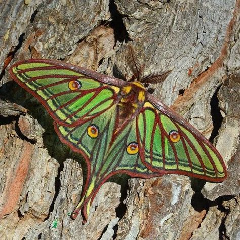 Spanish Moon Moth, A Very Hungry Caterpillar, Nyc Nails, Moon Moth, Cool Bugs, Creepy Crawlies, Arthropods, Very Hungry Caterpillar, Very Hungry