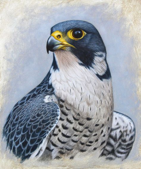 Peregrine Falcon Drawing, Falcon Sketch, Falcon Painting, Falco Pellegrino, Falcon Drawing, Cai Arabi, Falcon Tattoo, Falcon Art, Eye Drawings