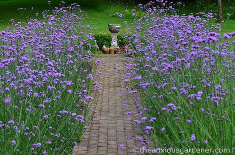 Verbena Bonariensis Beds Verbena Bonariensis, Purple Garden, Garden Cafe, White Garden, Love Garden, Garden Pathway, April 2012, White Gardens, Large Plants