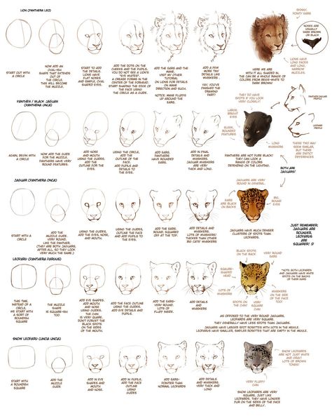 Study Cat Face Drawing, Manga Drawings, Cat Drawing Tutorial, Cat Anatomy, Cat Nose, Animal Reference, Animation Character, Animal Anatomy, Cat Sketch