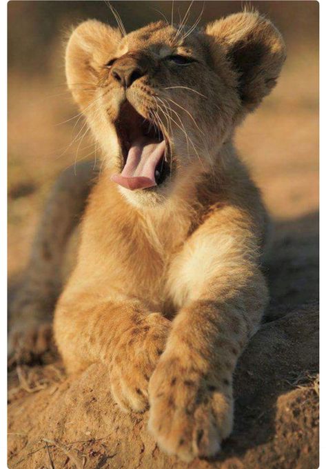 Tired little lion cub at the end of a long day. Foto Disney, Photo Animaliere, Wild Animals Photos, Gato Grande, Il Re Leone, Lion Love, Re Leone, Cute Lion, Lion Cub