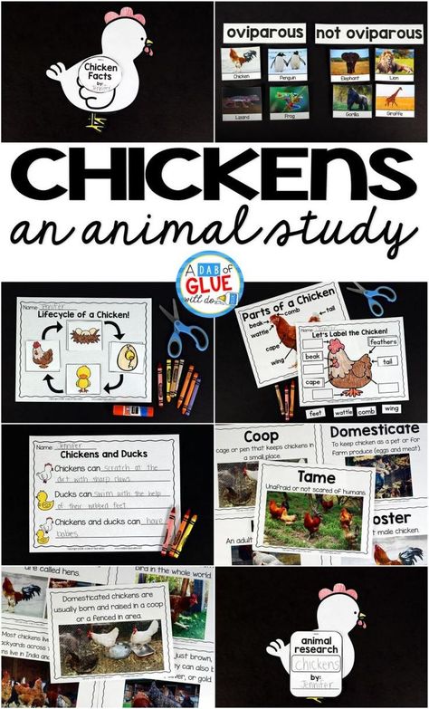 Engage your class in an exciting hands-on experience learning all about chickens! It will be the perfect addition to your spring and Easter lesson plans. This Chickens: An Animal Study is perfect for science in Preschool, Pre-K, Kindergarten, First Grade, and Second Grade classrooms and packed full of inviting science activities.  Students will learn about the difference between chickens and ducks, oviparous and non-oviparous animals, parts of a chicken, and a chicken’s life cycle. When students Oviparous Animals Preschool, Parts Of A Chicken, Science Activities For Toddlers, Oviparous Animals, Chickens And Ducks, Kindergarten Science Activities, Chicken Life Cycle, Easter Lessons, Animal Lessons