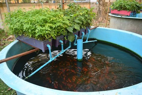 Backyard Aquaponics Farming with Complete Setup – The Backyard Cabin Diy Aquaponics, Indoor Aquaponics, Aquaponics Kit, Backyard Aquaponics, Diy Fish Tank, Goldfish Pond, Aquaponics Fish, Aquaponics Diy, Hydroponics Diy