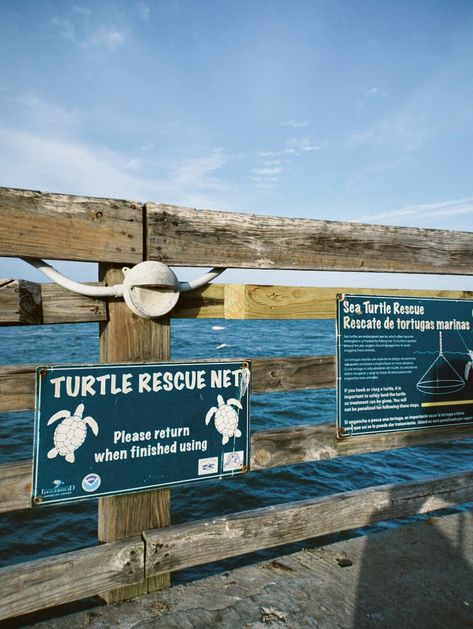 #beach #beachvacation #turtle #savetheturtles #beachwaves #beachday #beachlife Sea Turtles Aesthetic, Sea Turtle Rescue, Turtle Beach, Sea Turtle, Hawaii