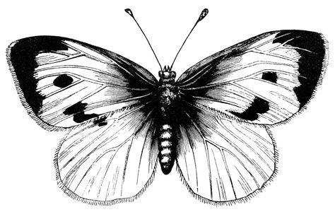 vintage butterfly clipart, black and white illustration, large cabbage butterfly, digital stamp butterfly Cabbage Butterfly, Butterfly Black And White, Owl Clip Art, Butterfly Images, Butterfly Clip Art, Butterfly Drawing, Clip Art Vintage, Black And White Illustration, White Butterfly