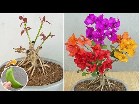 (145) Method of grafting confetti using banana | Multi-colored bougainvillea by grafting - YouTube Plants Indoor, Ornamental Plants, House Plants Indoor, Bougainvillea, Garden Art, Indoor Plants, Multi Colored, Confetti, House Plants