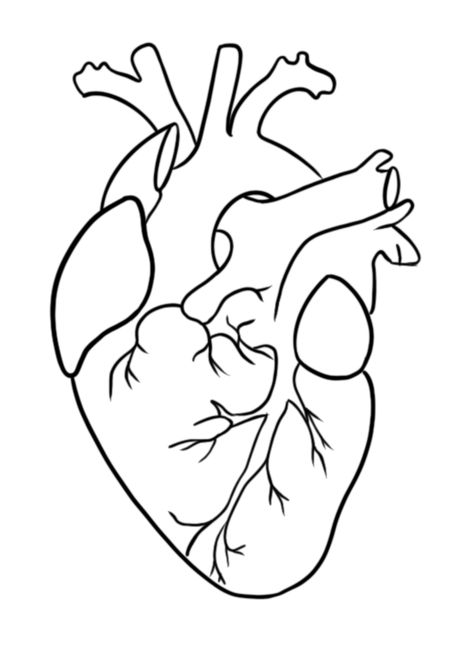 Anatomy Of Heart Drawing, Rotten Heart Drawing, Biology Drawing Art, Heart Drawing With Color, Real Heart Sketch, Real Heart Outline, Human Heart Sketch, Anatomical Heart Outline, Heart Tattoo Drawing