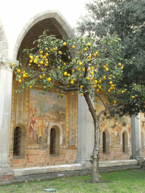 Take a look at my blogpost, folks👇 Yellow lemon tree https://mybotanicalgarden.wordpress.com/2015/07/18/yellow-lemon-tree/?utm_campaign=crowdfire&utm_content=crowdfire&utm_medium=social&utm_source=pinterest Lemon Tree Italy, Lemon Trees, Happy Things, Lemon Tree, Red Door, Garden Trees, Growing Tree, Botanical Garden, Painting Crafts