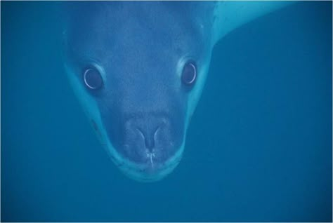 Leopard Seal- cannot tell if this animal is cute or terrifying... Leopard Seal Aesthetic, Leopard Seal Art, Seal Aesthetic, Sea Leopard, Leopard Seal, Animal Study, Cool Animals, Animal References, Marine Mammals